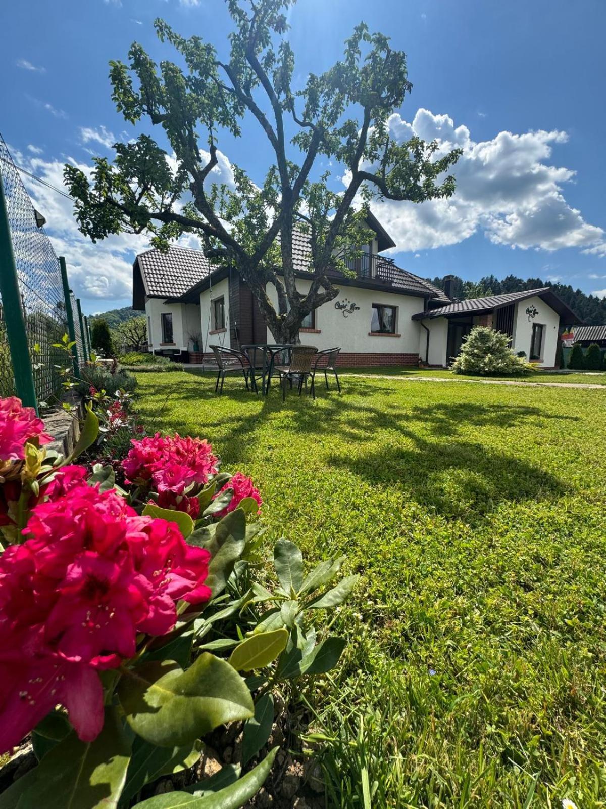 Chalet Bora Viseu de Jos Ngoại thất bức ảnh